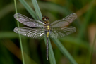 Leucorrhinia albifrons
